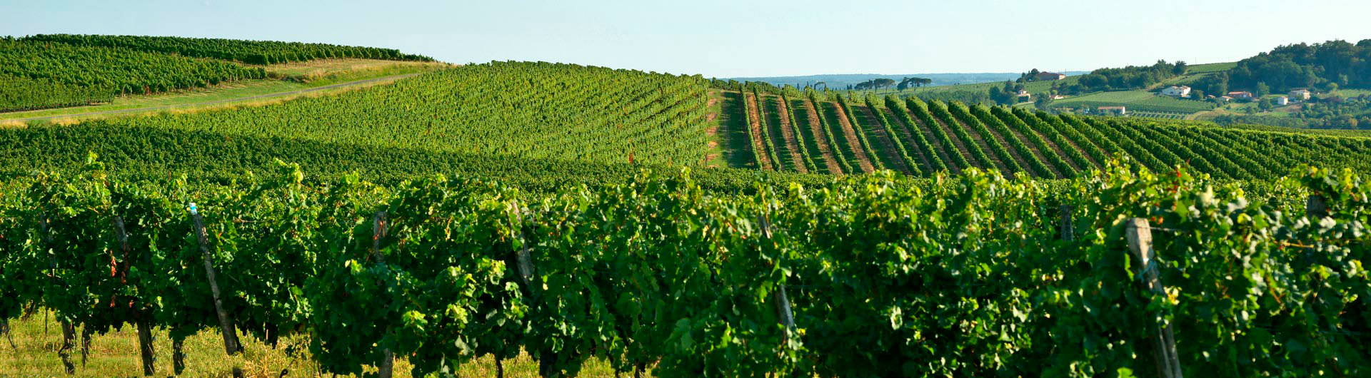 Visite guidée de la Bourgogne et de ses vignobles